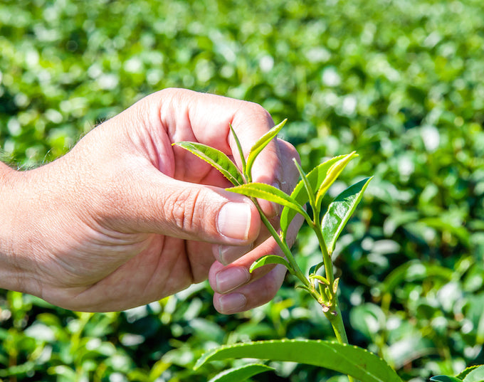 home grown tea