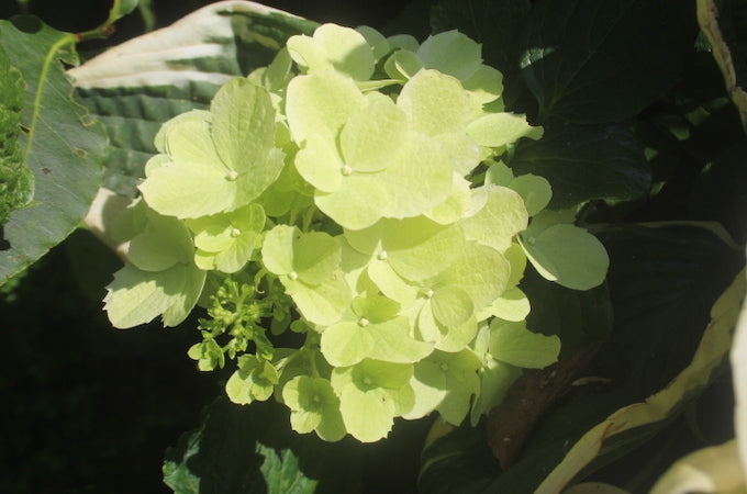 Hydrangea candlelight flower Hydrangea candlelight flower