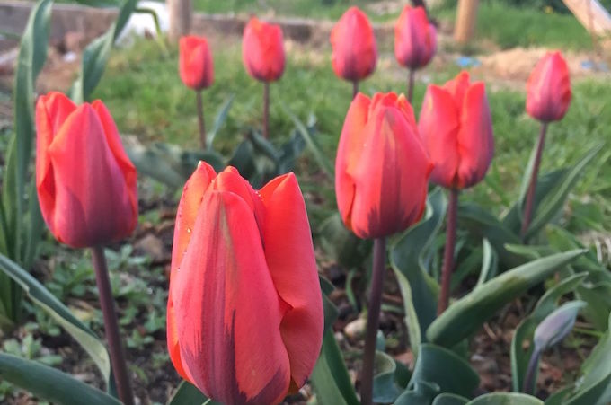 jack wallington tulips jack wallington tulips