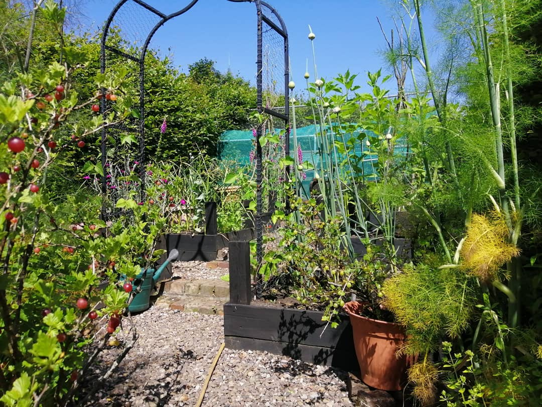 Kitchen garden in bloom in summer Kitchen garden in bloom in summer