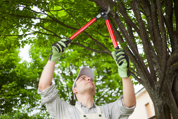 Man pruning trees with loppers