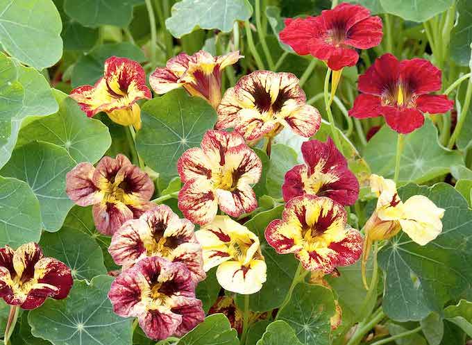 Nasturtium 'Bloody Mary' from Suttons Nasturtium 'Bloody Mary' from Suttons