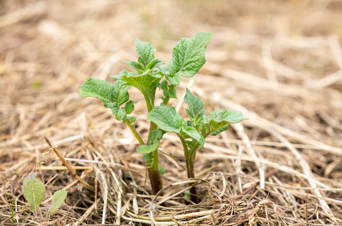 No dig potato sprout in straw mulch No dig potato sprout in straw mulch