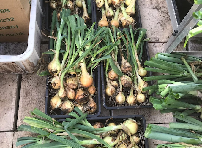Harvest of onions from Claire's Allotment Harvest of onions from Claire's Allotment