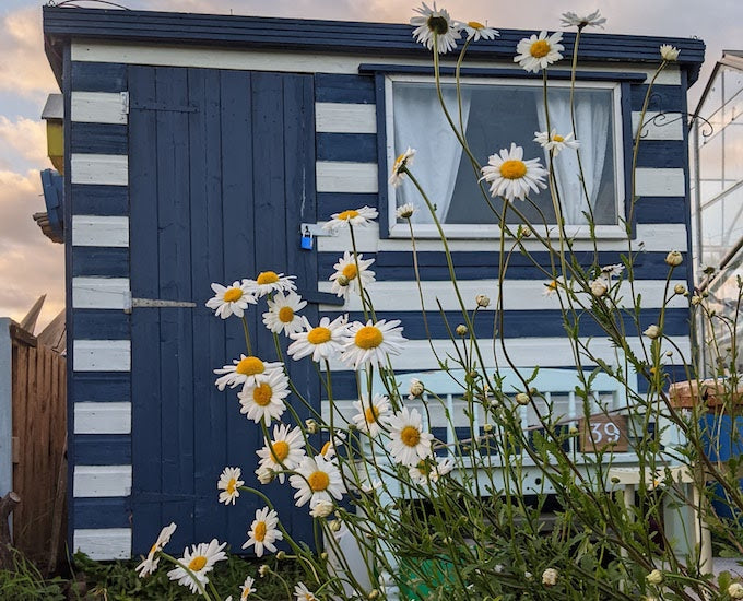 Painted shed on allotment Painted shed on allotment