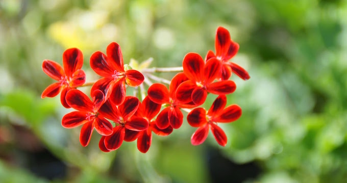 pelargonium ardens pelargonium ardens