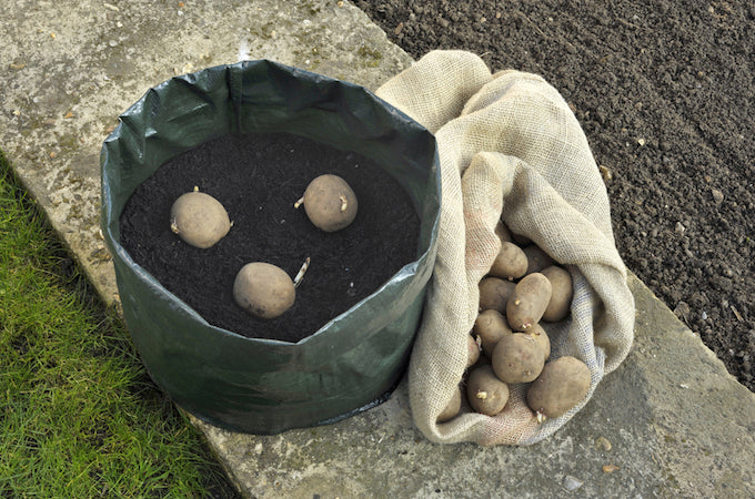 chitted potatoes planted in a bin chitted potatoes planted in a bin