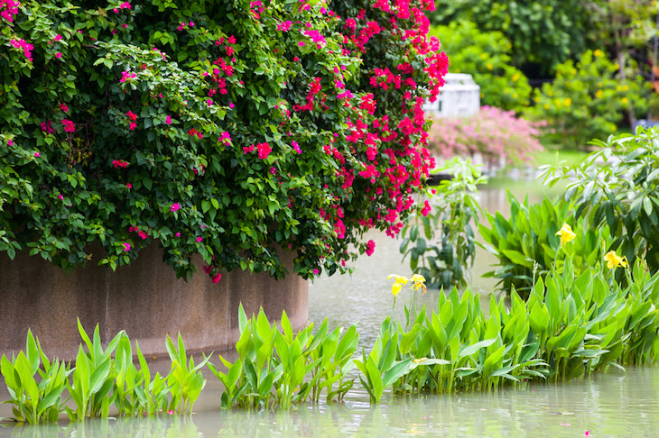 plants in floodwater