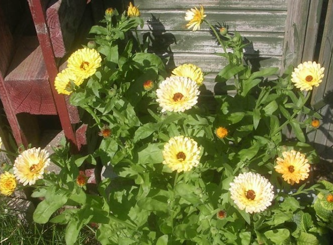 Pot marigolds growing against shed Pot marigolds growing against shed