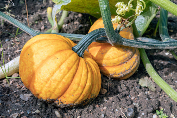 Pumpkin growing in garden Pumpkin growing in garden