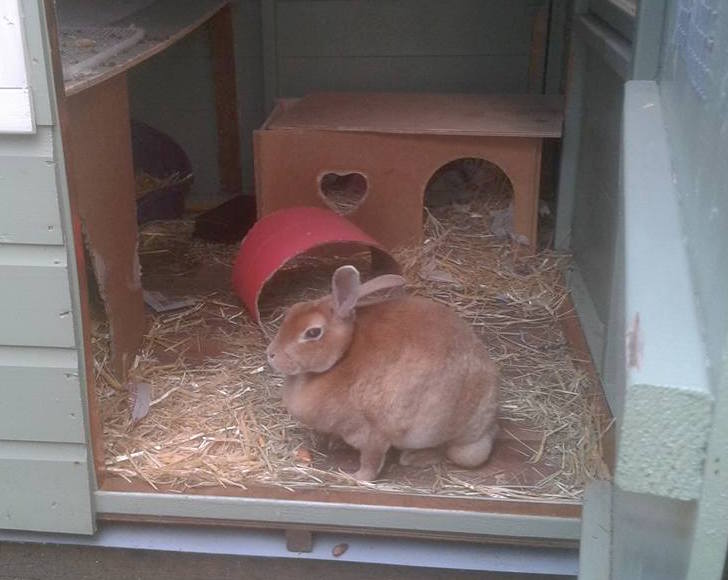 rabbit in shed fun house
