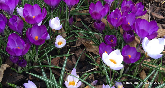 spring crocuses spring crocuses