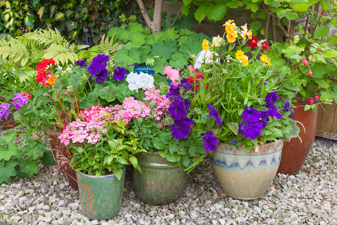plant pots with blooming flowers