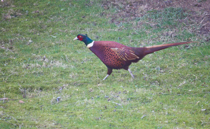 solariahues pheasant solariahues pheasant