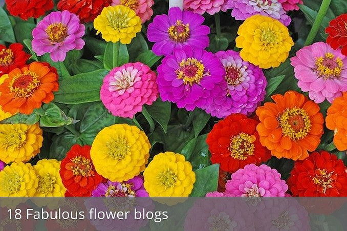 18 Fabulous flower blogs