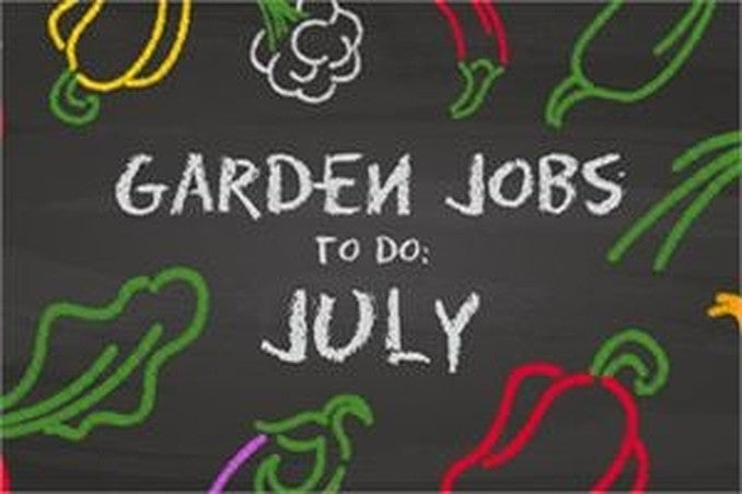Garden Jobs to Do in July