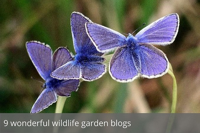 9 wonderful wildlife garden blogs
