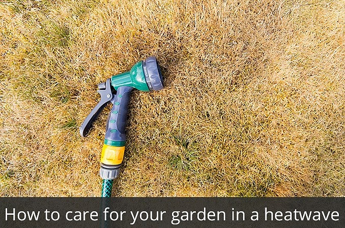 How to care for your garden in a heatwave