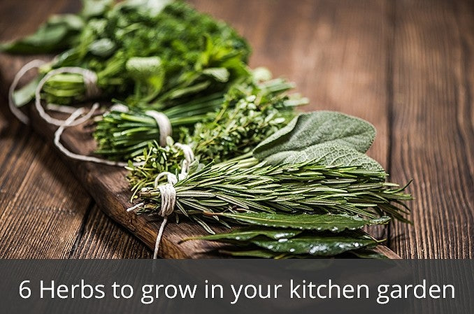 6 Herbs to grow in your kitchen garden