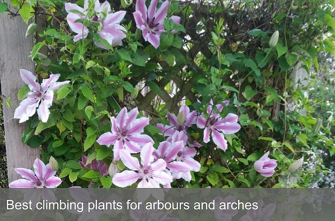 Best climbing plants for arbours and arches