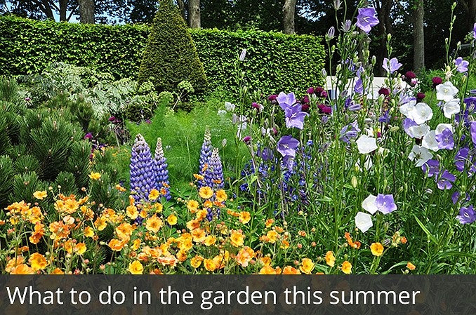What to do in the garden this summer