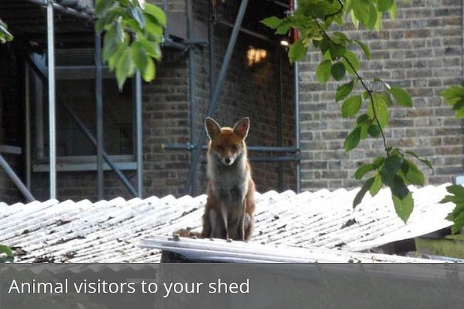 Animal visitors to your shed