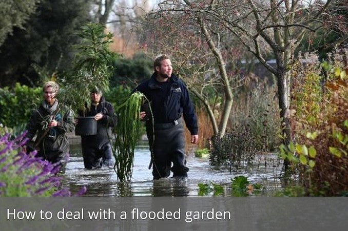 How to deal with a flooded garden