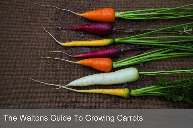 The Waltons Guide to Growing Carrots