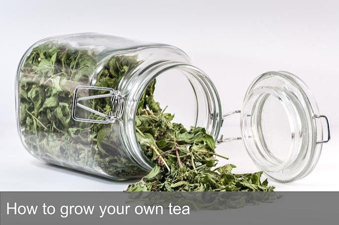 How to grow your own tea