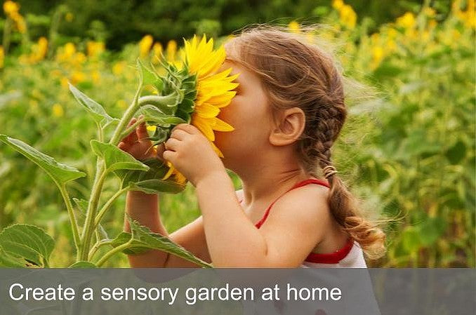 Creating a sensory garden at home