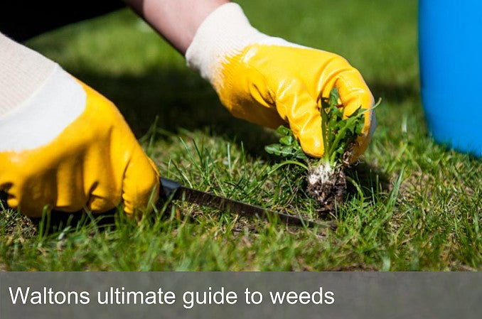 Waltons ultimate guide to weeds