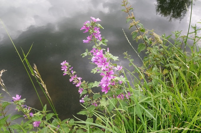 Towpath mallow against water Towpath mallow against water
