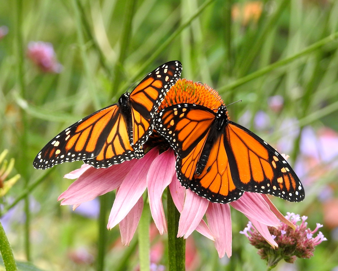Two monarch butterflies on flowers Two monarch butterflies on flowers