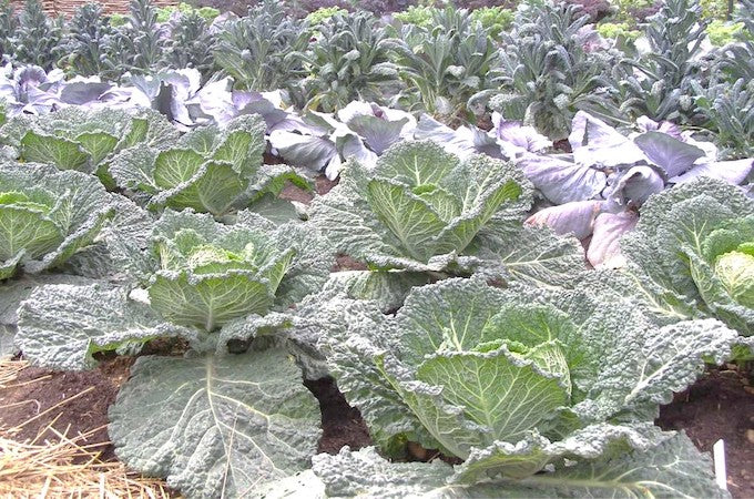 Cabbages grown without chemicals Cabbages grown without chemicals