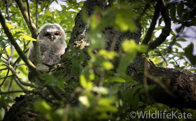 Wildlife kate owlet