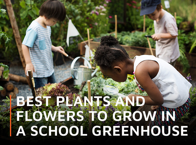 Best plants and flowers to grow in a school greenhouse
