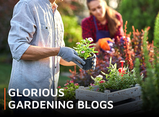 Glorious gardening blogs