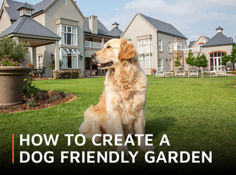 How to create a dog friendly garden