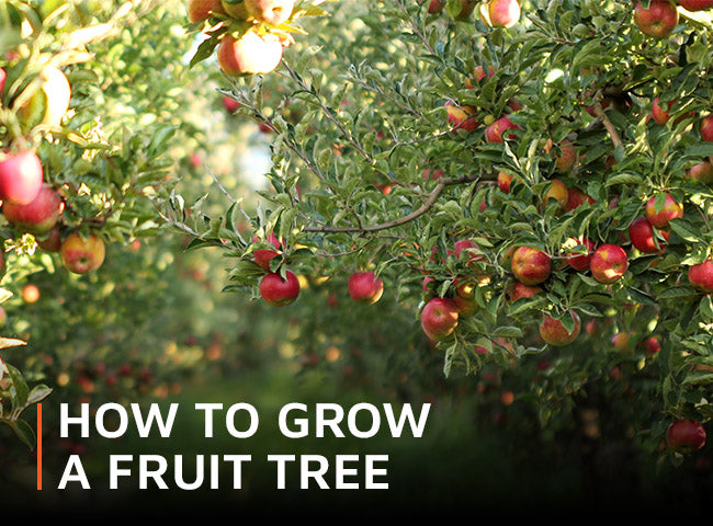 How to grow a fruit tree