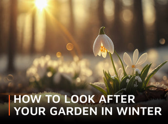 How to look after your garden in winter