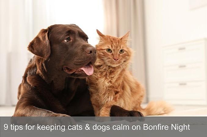 9 Tips for Keeping Cats & Dogs Calm on Bonfire Night