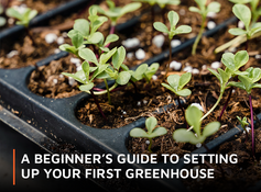 A Beginner's Guide to Setting Up Your First Greenhouse