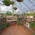 Canopia by Palram 8 x 16 Balance Silver Greenhouse
