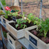 Canopia by Palram 6 x 10 Hybrid Greenhouse Silver

