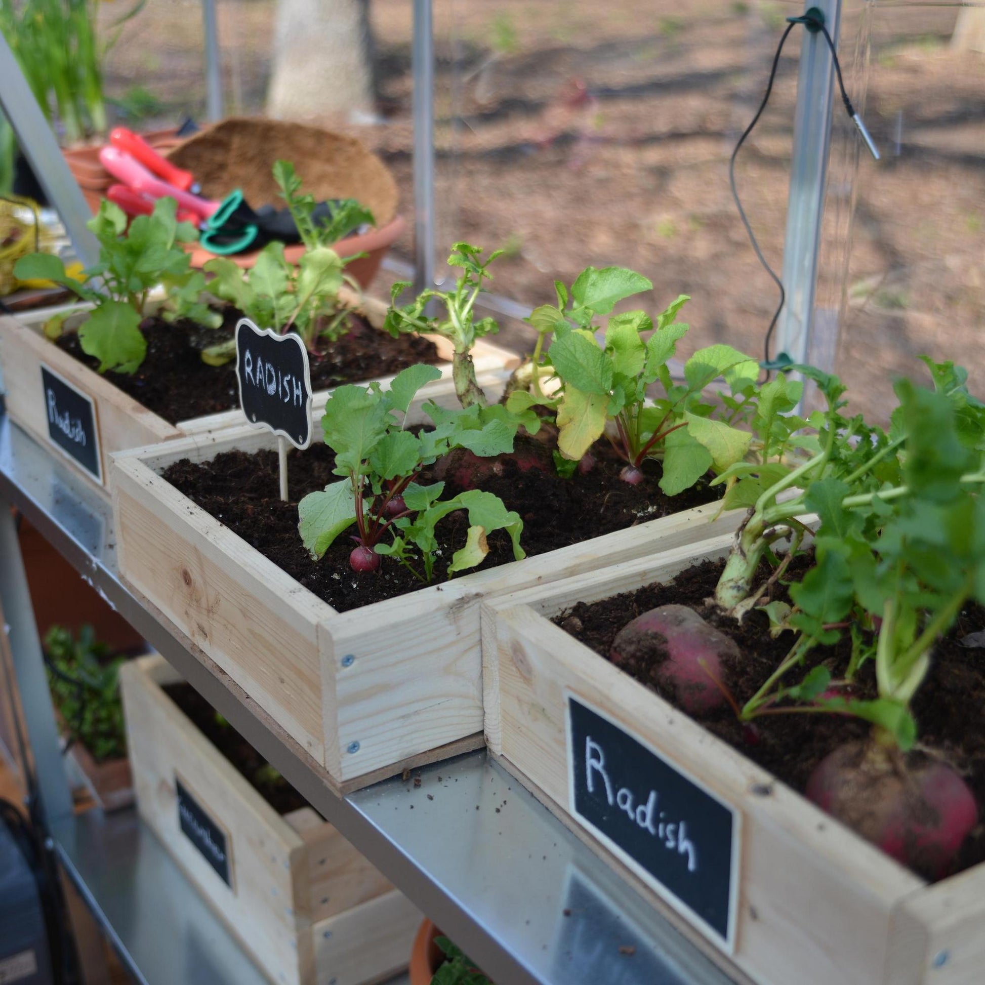 radishes planted in a greenhouse