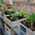 Canopia by Palram Harmony 6 x 12 Silver Greenhouse
