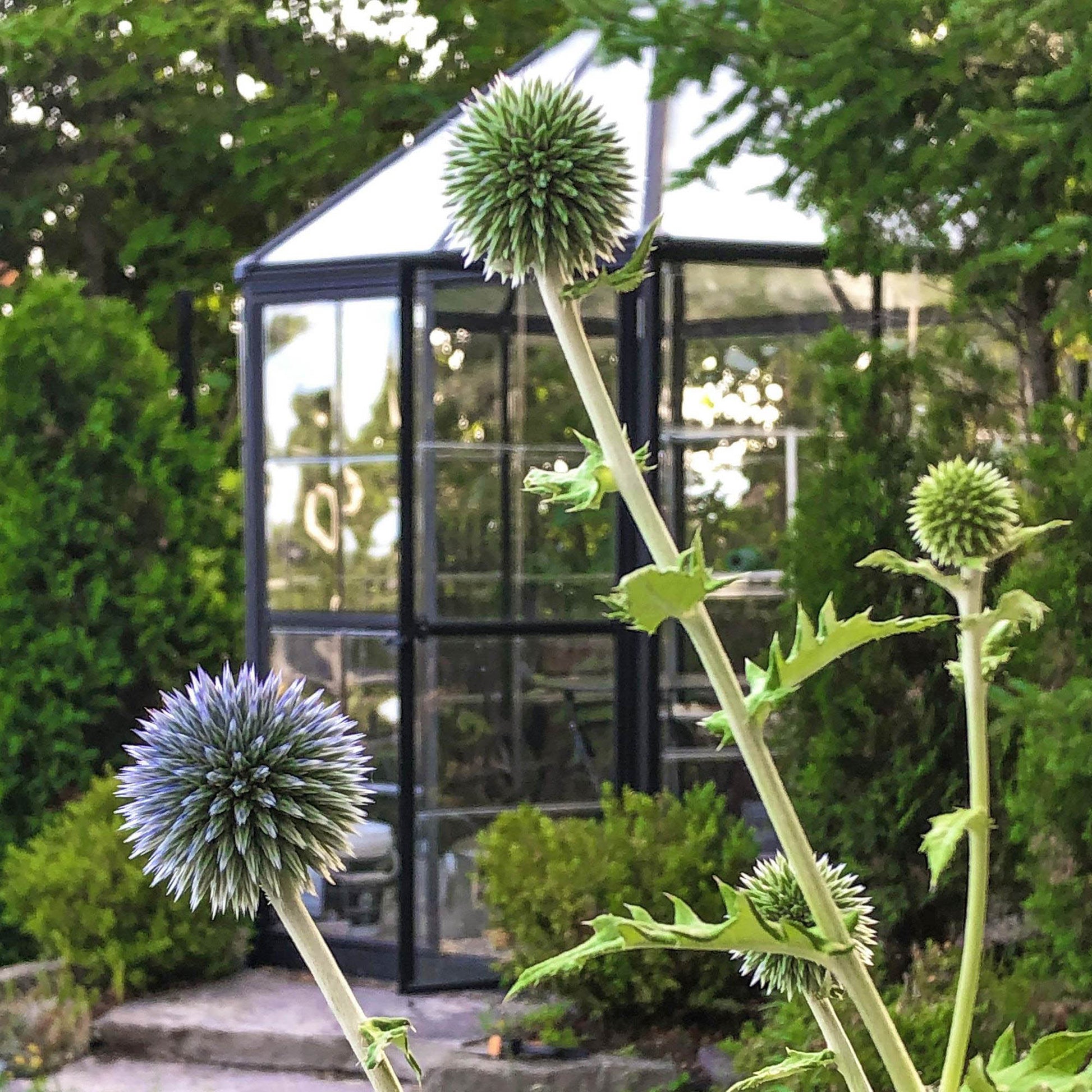 A hexagonal greenhouse with built in shelves and grey metal framing